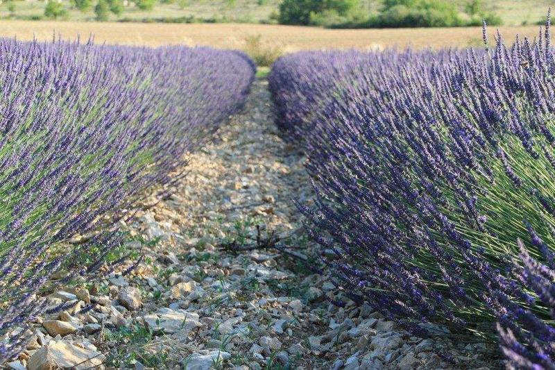 Huile essentielle Lavandin super de Provence bio