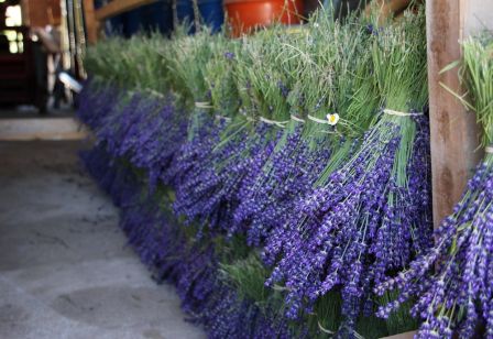 Séchoir bouquets lavande Séchoir bouquets lavande